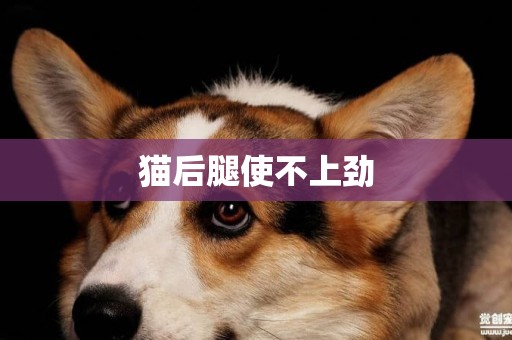 猫后腿使不上劲