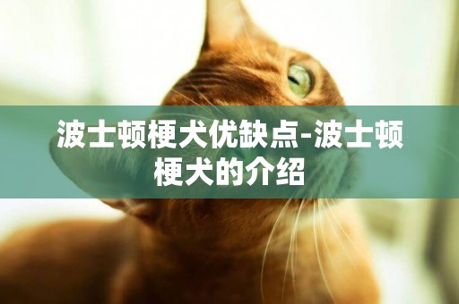 波士顿梗犬优缺点-波士顿梗犬的介绍