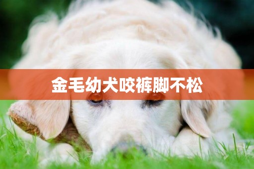 金毛幼犬咬裤脚不松