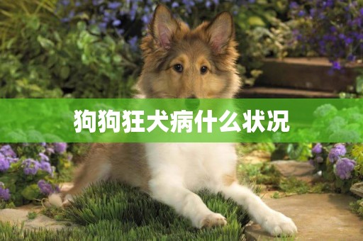 狗狗狂犬病什么状况