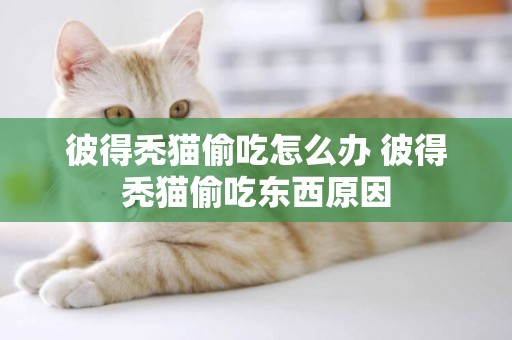 彼得秃猫偷吃怎么办 彼得秃猫偷吃东西原因