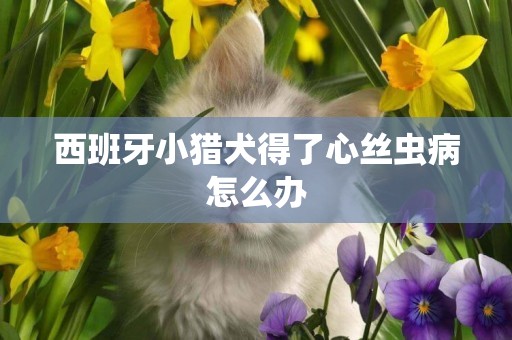 西班牙小猎犬图片