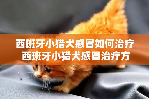 西班牙小猎犬图片