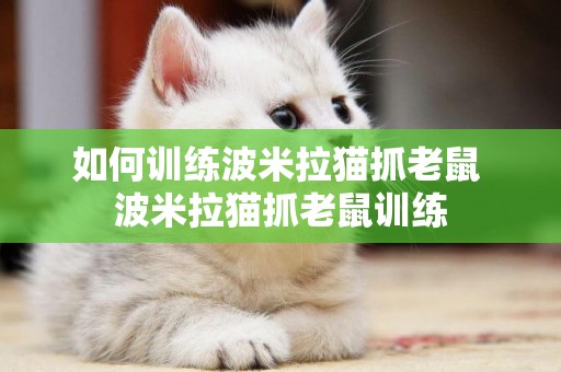 如何训练波米拉猫抓老鼠 波米拉猫抓老鼠训练