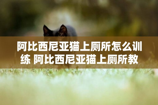 阿比西尼亚猫上厕所怎么训练 阿比西尼亚猫上厕所教学