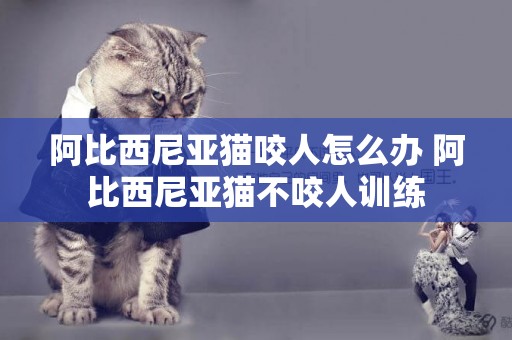 阿比西尼亚猫咬人怎么办 阿比西尼亚猫不咬人训练