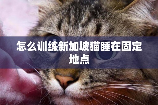 怎么训练新加坡猫睡在固定地点