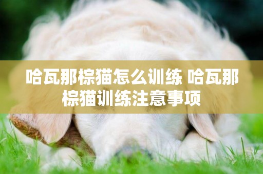 哈瓦那棕猫怎么训练 哈瓦那棕猫训练注意事项