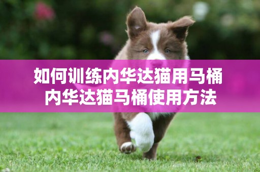 如何训练内华达猫用马桶 内华达猫马桶使用方法