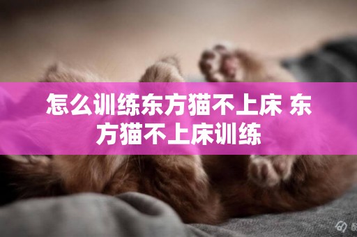 怎么训练东方猫不上床 东方猫不上床训练