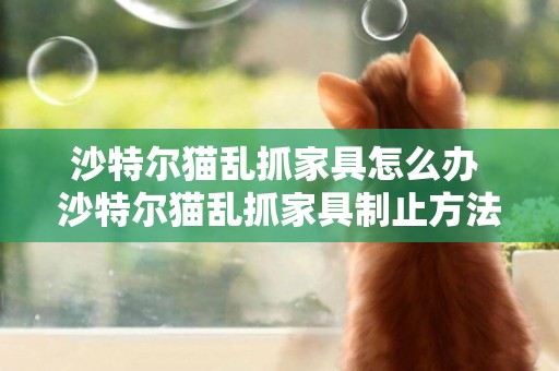 沙特尔猫乱抓家具怎么办 沙特尔猫乱抓家具制止方法