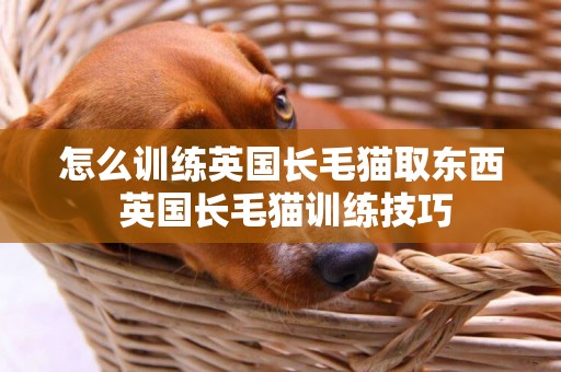 怎么训练英国长毛猫取东西 英国长毛猫训练技巧