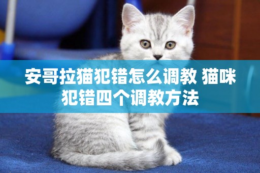 安哥拉猫犯错怎么调教 猫咪犯错四个调教方法