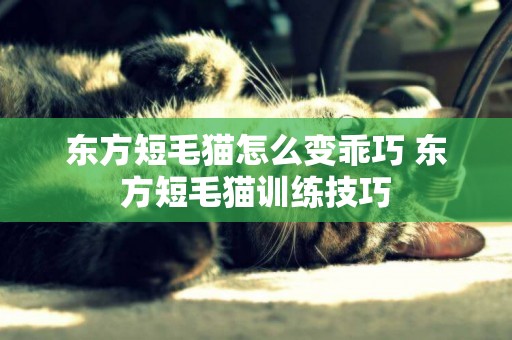 东方短毛猫怎么变乖巧 东方短毛猫训练技巧