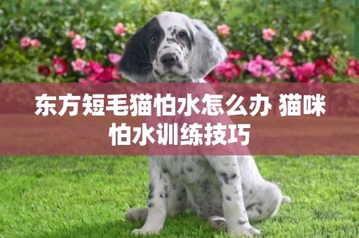 东方短毛猫怕水怎么办 猫咪怕水训练技巧