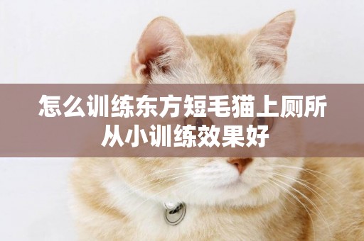 怎么训练东方短毛猫上厕所 从小训练效果好