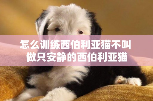 怎么训练西伯利亚猫不叫 做只安静的西伯利亚猫