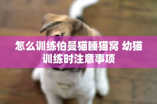 怎么训练伯曼猫睡猫窝 幼猫训练时注意事项