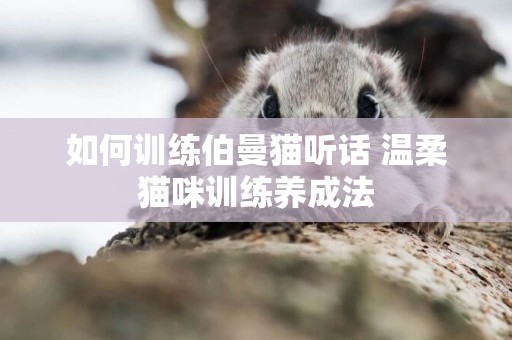 如何训练伯曼猫听话 温柔猫咪训练养成法