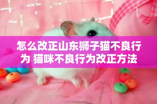 怎么改正山东狮子猫不良行为 猫咪不良行为改正方法