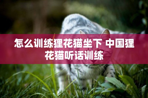 怎么训练狸花猫坐下 中国狸花猫听话训练