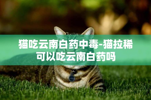 猫吃云南白药中毒-猫拉稀可以吃云南白药吗