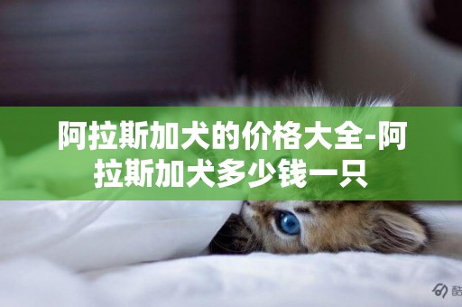 阿拉斯加犬的价格大全-阿拉斯加犬多少钱一只