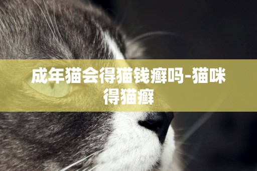 成年猫会得猫钱癣吗-猫咪得猫癣