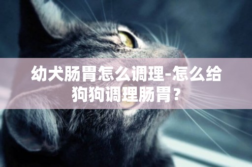 幼犬肠胃怎么调理-怎么给狗狗调理肠胃？