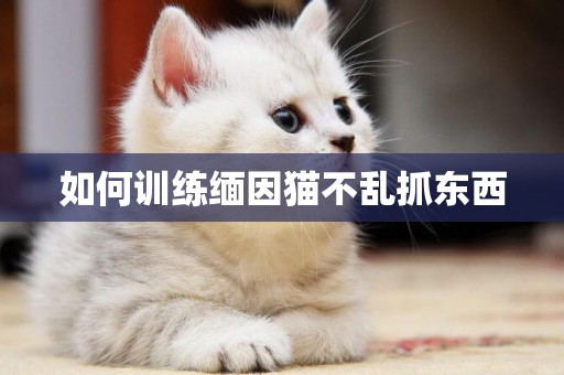 如何训练缅因猫不乱抓东西