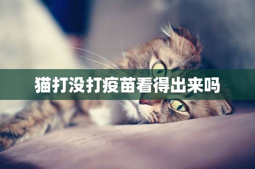 猫打没打疫苗看得出来吗