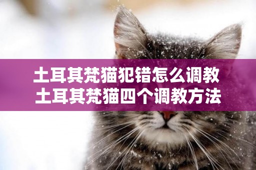 土耳其梵猫犯错怎么调教 土耳其梵猫四个调教方法