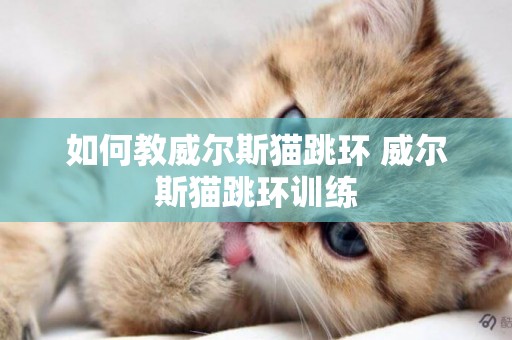 如何教威尔斯猫跳环 威尔斯猫跳环训练