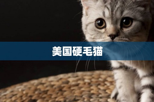 美国硬毛猫