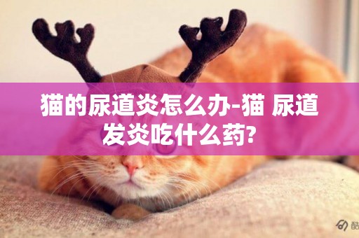 猫的尿道炎怎么办-猫 尿道发炎吃什么药?