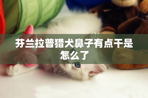 芬兰拉普猎犬鼻子有点干是怎么了