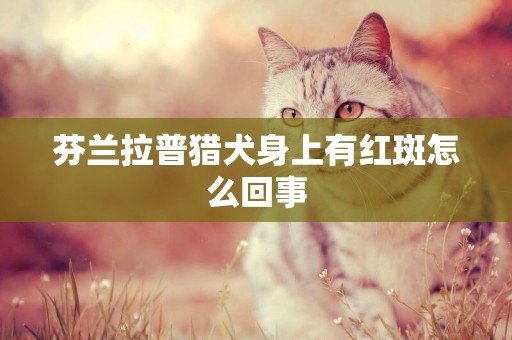 芬兰拉普猎犬身上有红斑怎么回事