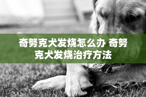 奇努克犬发烧怎么办 奇努克犬发烧治疗方法