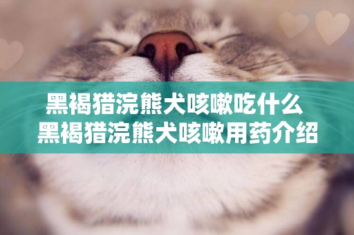 黑褐猎浣熊犬咳嗽吃什么 黑褐猎浣熊犬咳嗽用药介绍