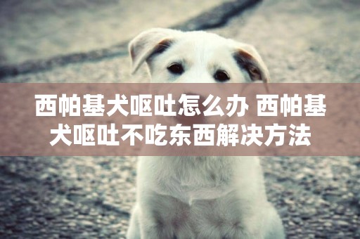 西帕基犬呕吐怎么办 西帕基犬呕吐不吃东西解决方法