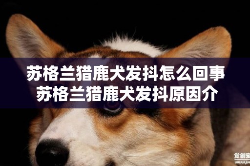 苏格兰猎鹿犬发抖怎么回事 苏格兰猎鹿犬发抖原因介绍