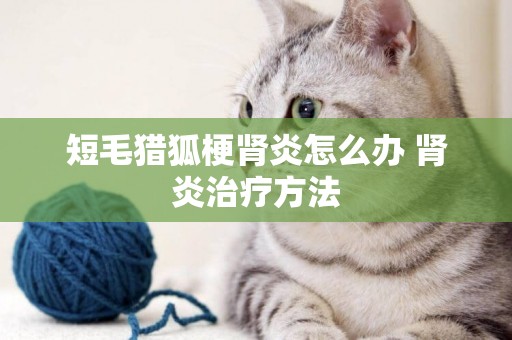 短毛猎狐梗肾炎怎么办 肾炎治疗方法