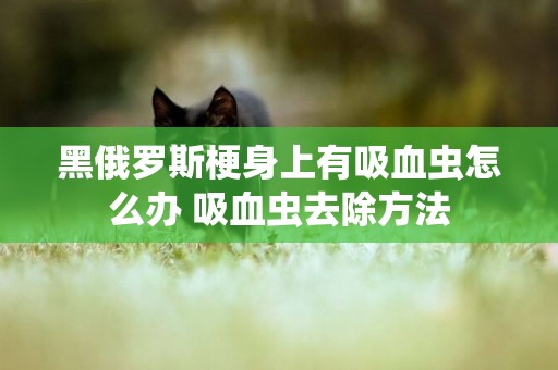 黑俄罗斯梗身上有吸血虫怎么办 吸血虫去除方法