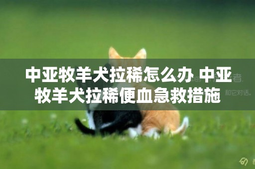 中亚牧羊犬拉稀怎么办 中亚牧羊犬拉稀便血急救措施