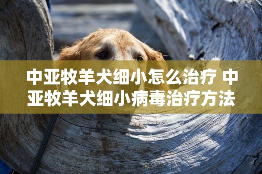 中亚牧羊犬细小怎么治疗 中亚牧羊犬细小病毒治疗方法