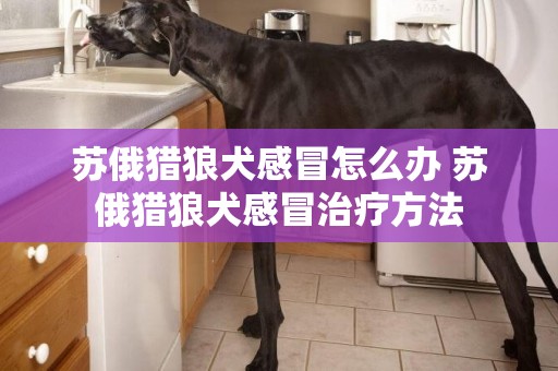 苏俄猎狼犬感冒怎么办 苏俄猎狼犬感冒治疗方法