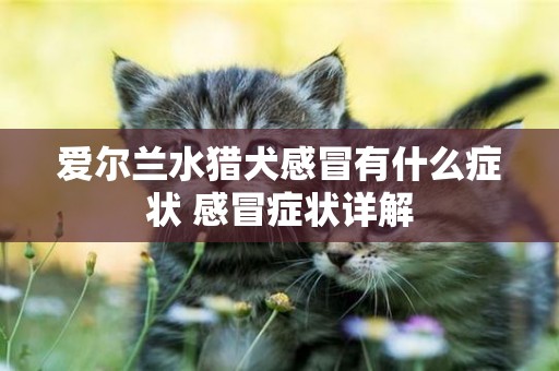 爱尔兰水猎犬感冒有什么症状 感冒症状详解