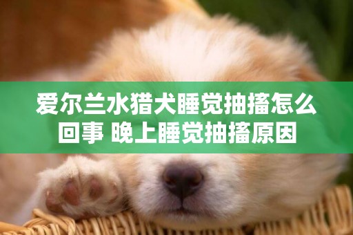 爱尔兰水猎犬睡觉抽搐怎么回事 晚上睡觉抽搐原因