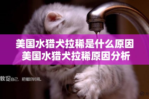 美国水猎犬拉稀是什么原因 美国水猎犬拉稀原因分析