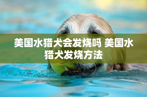 美国水猎犬会发烧吗 美国水猎犬发烧方法